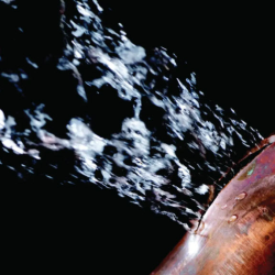 Burst Pipe Cleanup Service