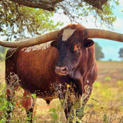 Longhorn Breeding