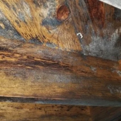 Mold Removal & Remediation