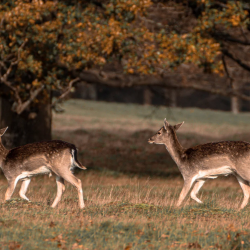 Wildlife
