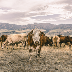 Farm & Ranch Insurance