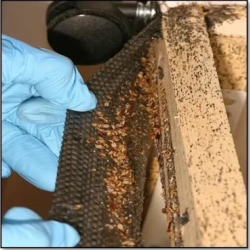 Bed Bugs