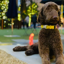 Advanced At-Home Dog Training