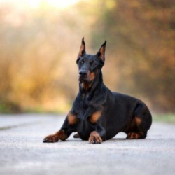 Two Week Board and Train