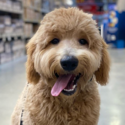 Three Week Board and Train