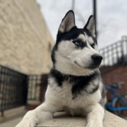 Four Week Board and Train