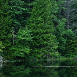 Ash Scattering Services