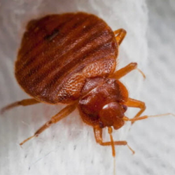 Our Bed Bugs Service