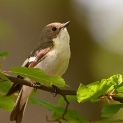 Massage Therapy Services