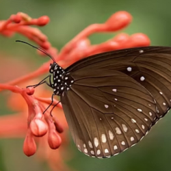 Psychotherapy Services