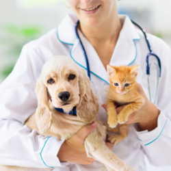 Veterinary Wellness Movement