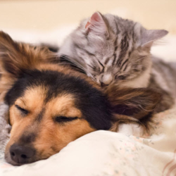 Pet Insurance