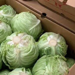 Cabbage