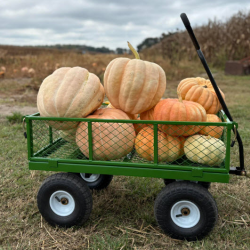 Fruit & Vegetable Store