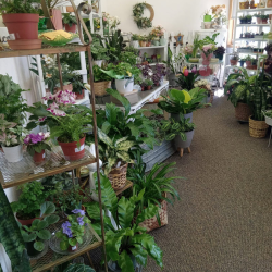 Seasonal Plants