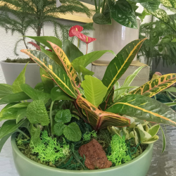 Interior & Exterior Plants
