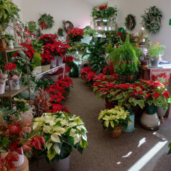 Holiday Plant Appeal Design