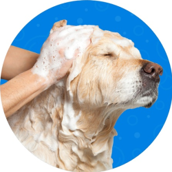 Bath & Blowout Service