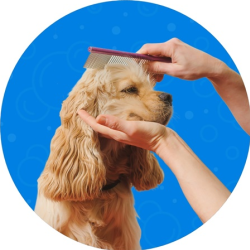 Bath, Blowout & Tidy Trim Service