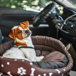 Franchise Opportunities