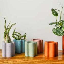 Air Plant Accessories