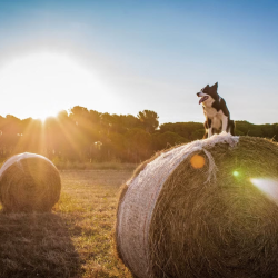 Agriculture Insurance