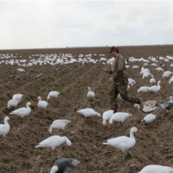 Goose Hunting