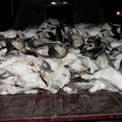 Late Season Goose Hunting