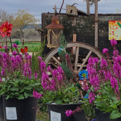 Planting Information
