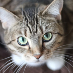 Stray Cat Rescue