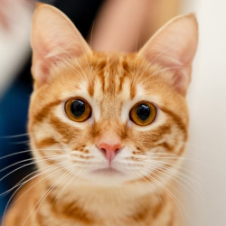 Owner Surrenders