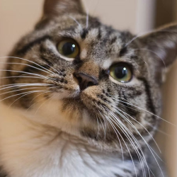 Care For Sick & Injured Cats