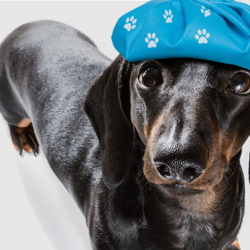 Pet Wellness & Prevention