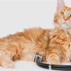 Pet Testing & Diagnostics