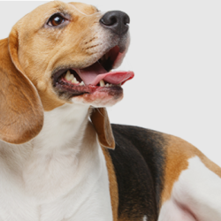 Pet Surgical Procedures