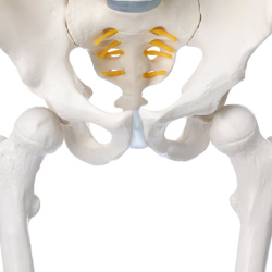 Sacroiliac Joint Fusion