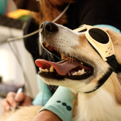 Laser Therapy