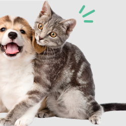 Refer A Friend
