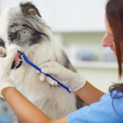 Oral Surgery and Teeth Cleanings