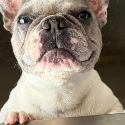 Self Serve Dog Wash Station