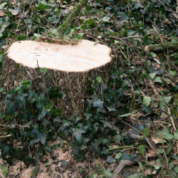 Tree and Stump Removal