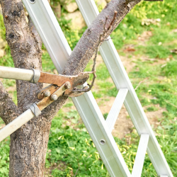 Tree Pruning and Trimming