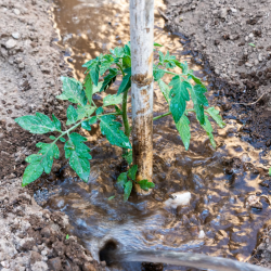 Tree Planting and Irrigation