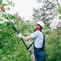 Tree Trimming