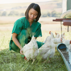 Animal Health and Green Egg Products