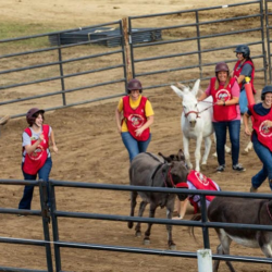Donkey Races