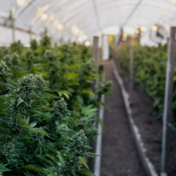 Cannabis Insurance