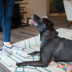 Pet Insurance