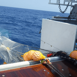 Fishing Nets
