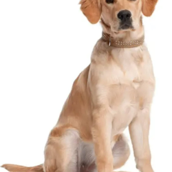 Tidy-up & Full Groom